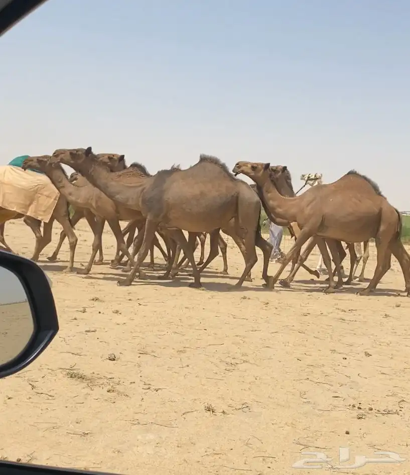 ابل ذود صفر طيبه للبيع 1