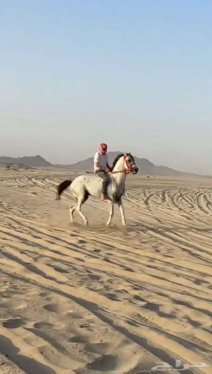 للبيع حصان 6