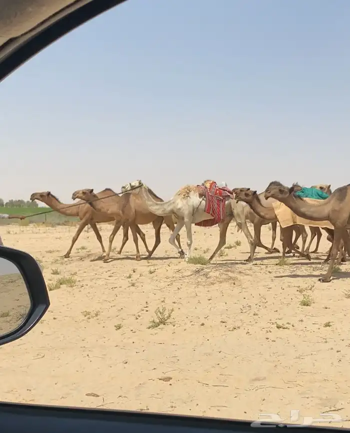ابل ذود صفر طيبه للبيع 14