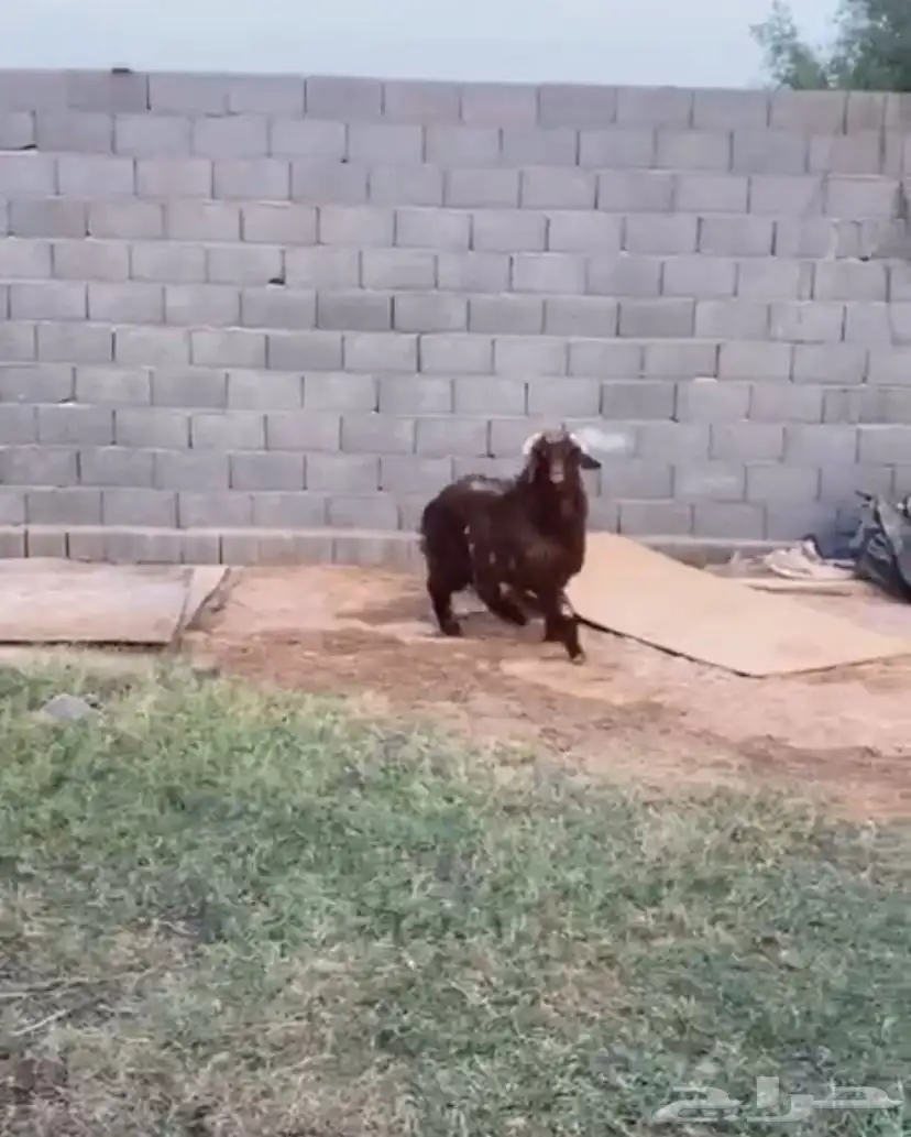 خروف 0