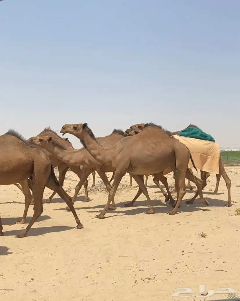 ابل ذود صفر طيبه للبيع 19