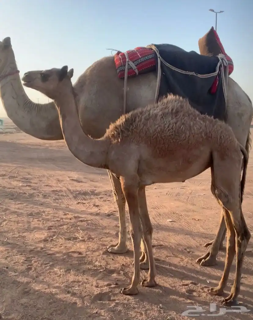 رحول خلفه طوع تم البيع 2