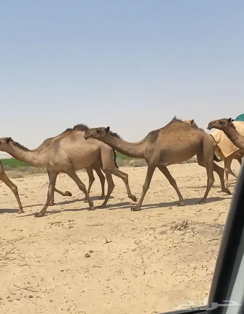 ابل ذود صفر طيبه للبيع 23