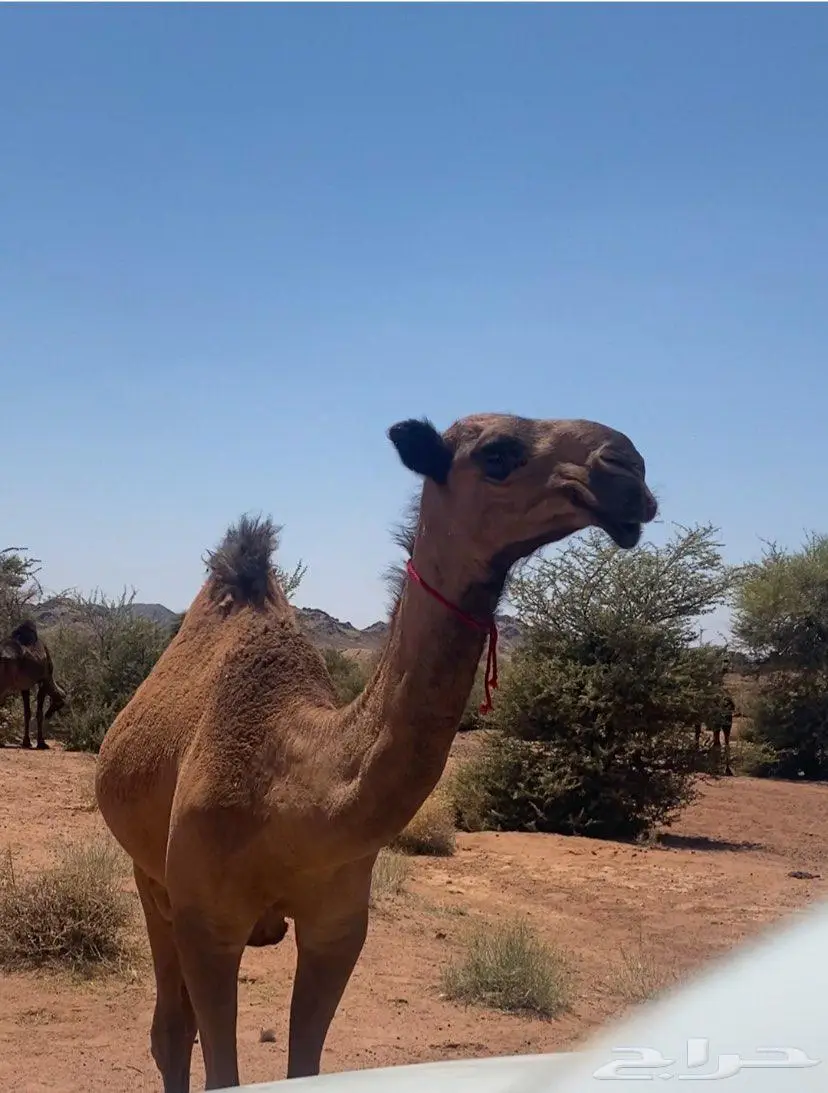 مفروده طيبية للبيع صفراء دبيانية 1