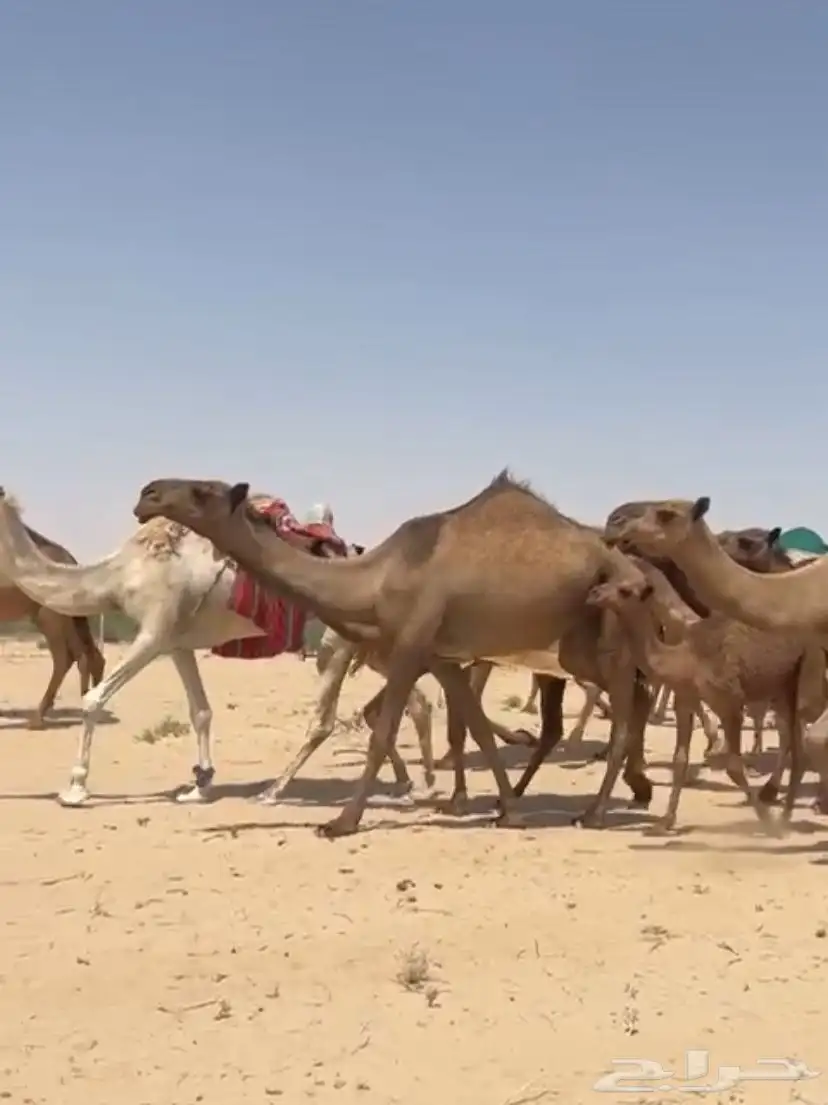 ابل ذود صفر طيبه للبيع 12