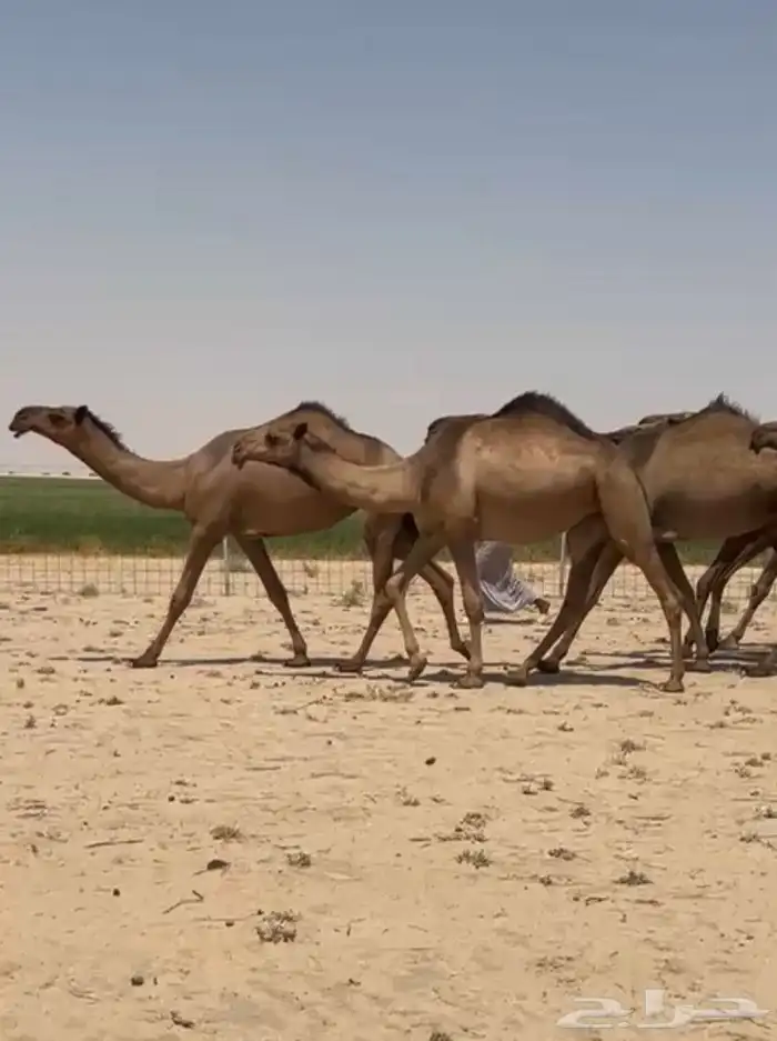 ابل ذود صفر طيبه للبيع 2
