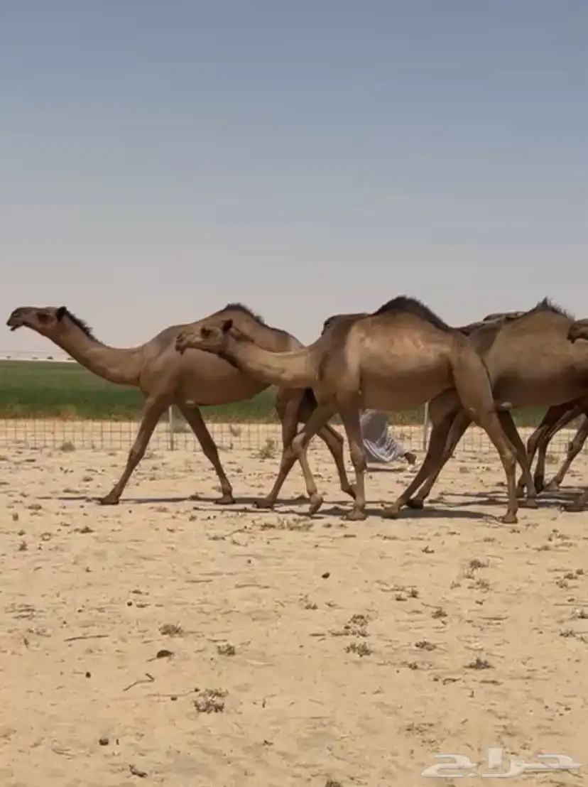 ابل ذود صفر طيبه للبيع 2