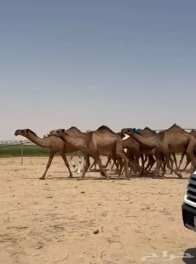 ابل ذود صفر طيبه للبيع 7