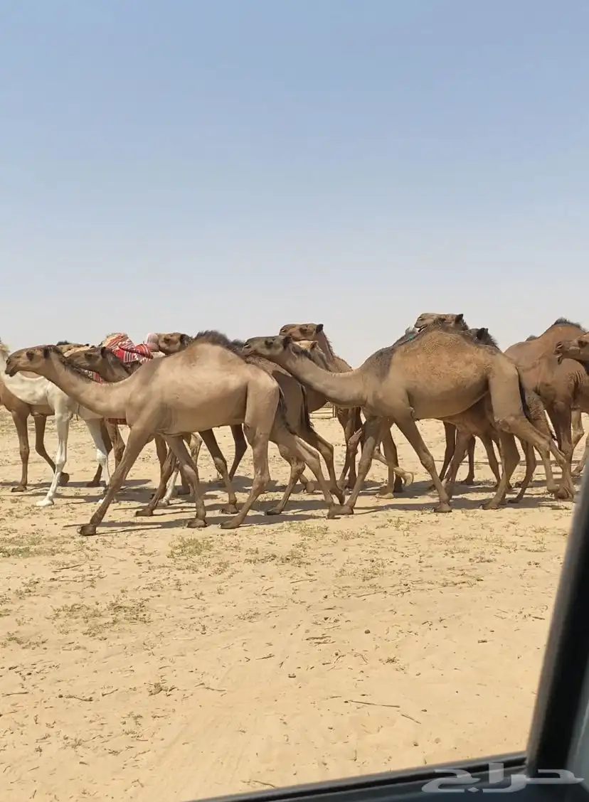 ابل ذود صفر طيبه للبيع 22