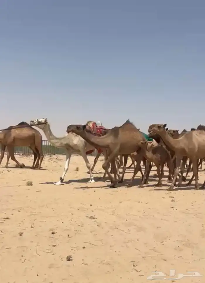 ابل ذود صفر طيبه للبيع 18