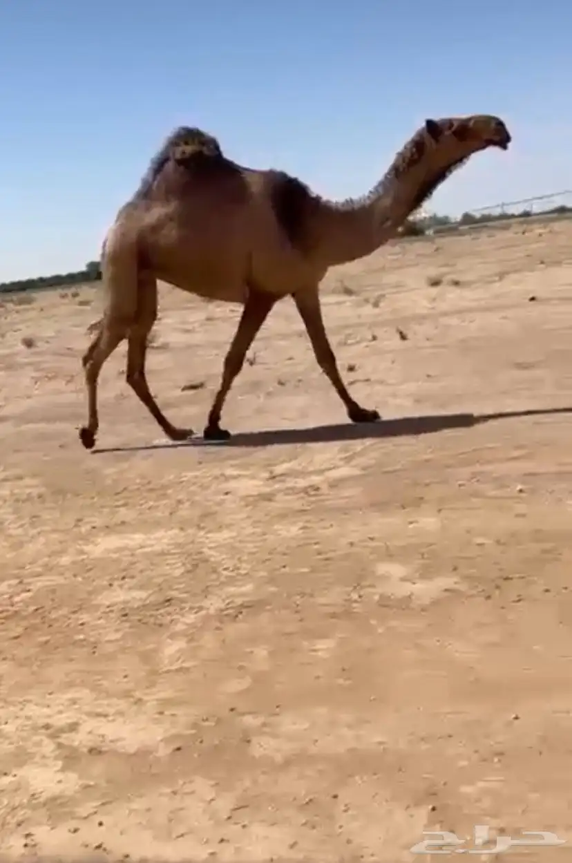 للبيع البكره 0
