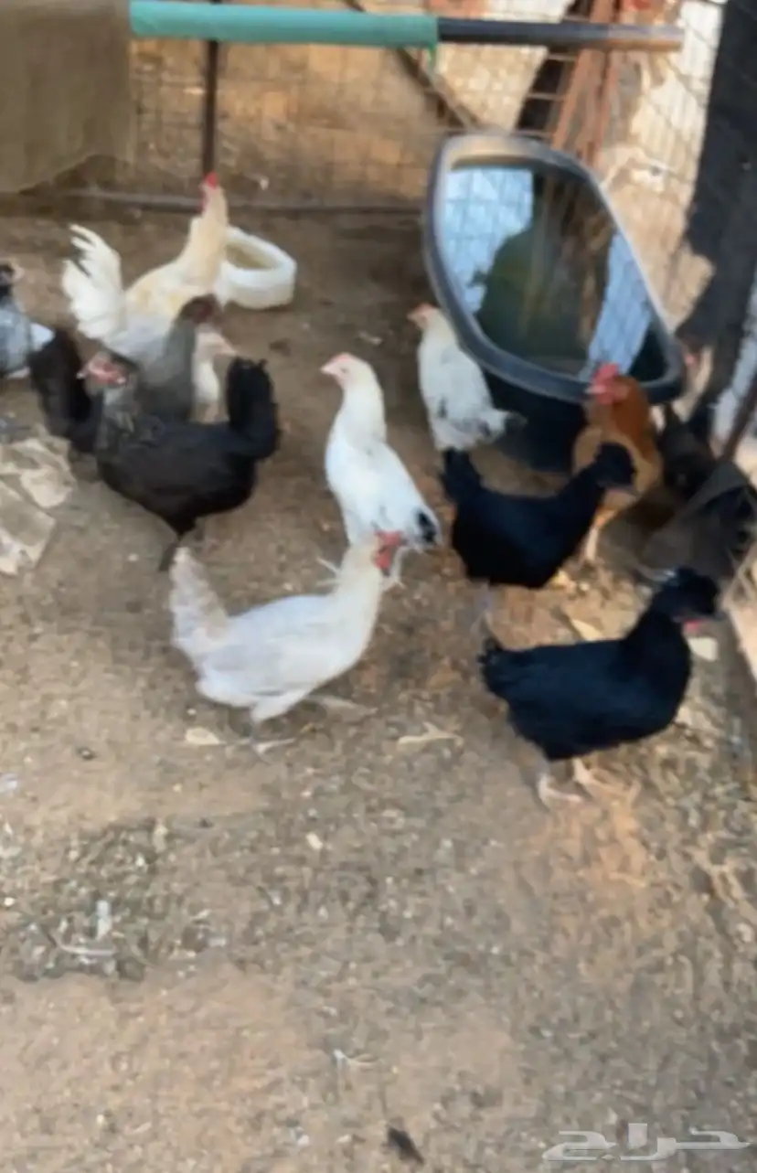 دجاج بياض 4