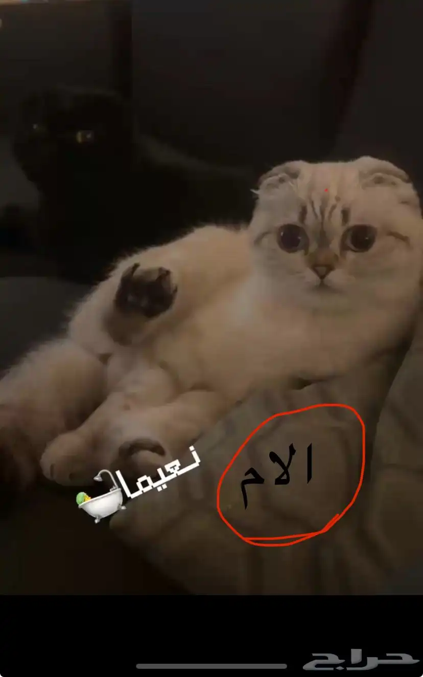 سكوتش تربل فولد 0