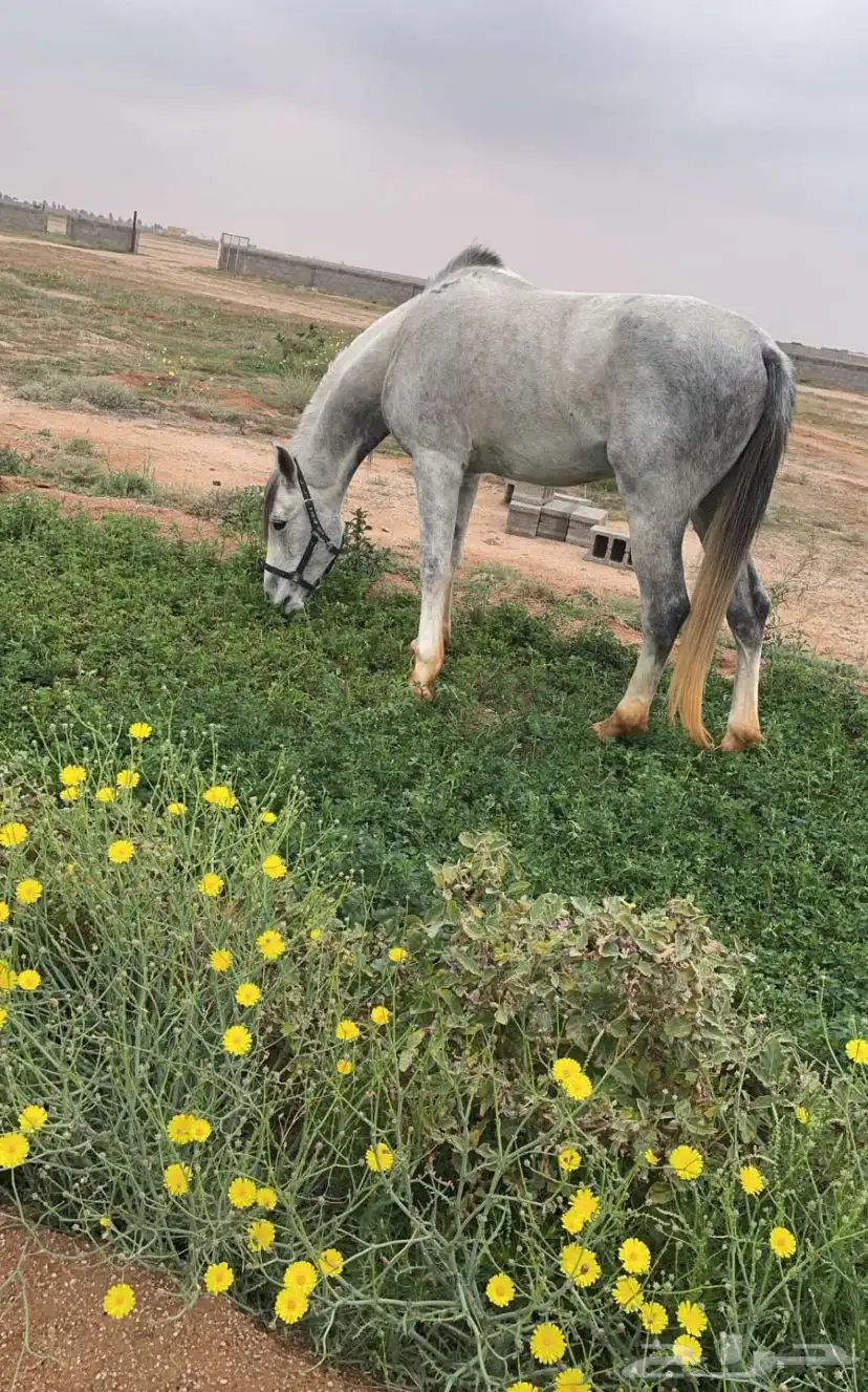 حصان شعبي 3