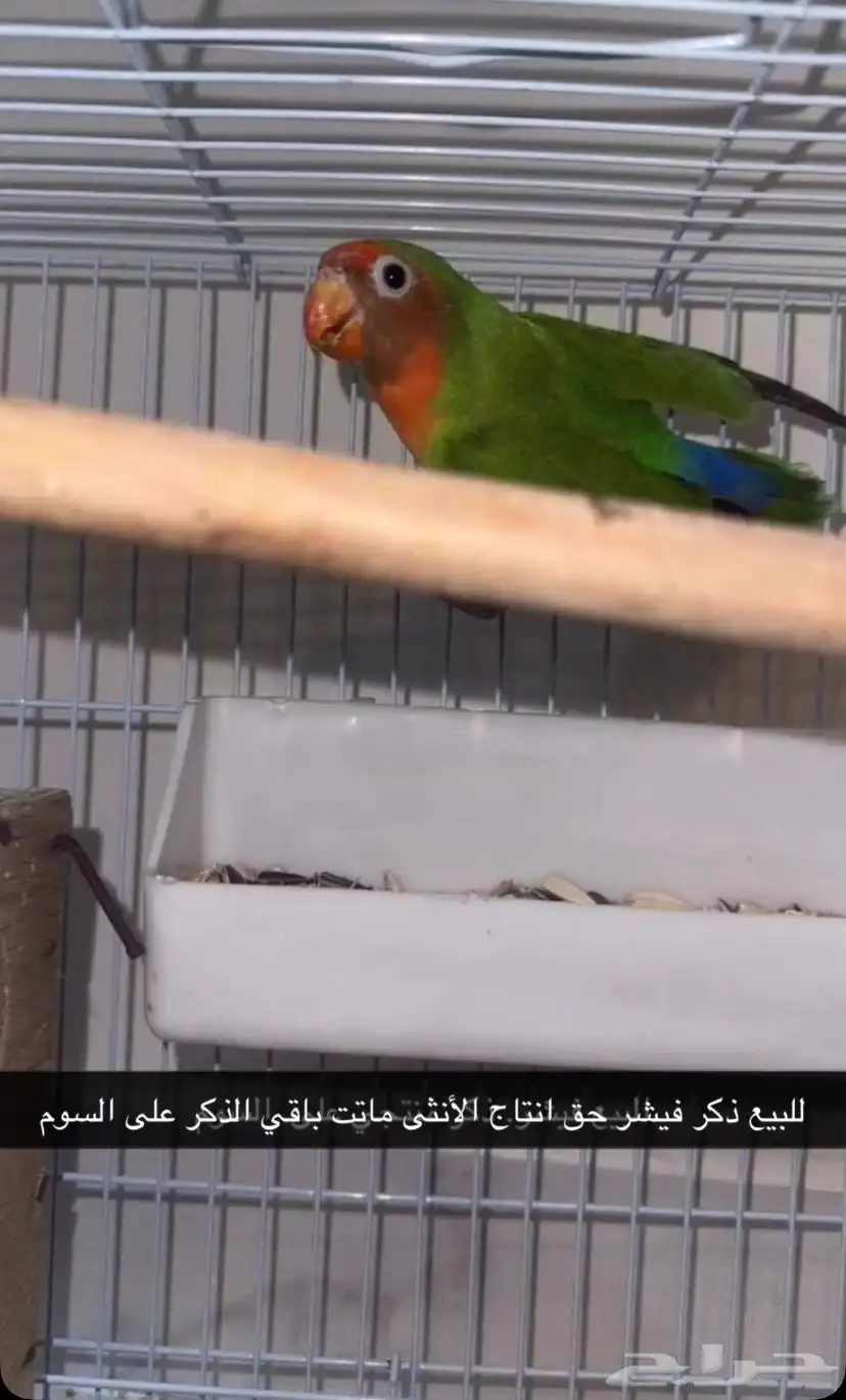 طير فيشر. ذكر عرض اليوم وبس السوم من.ريال 0