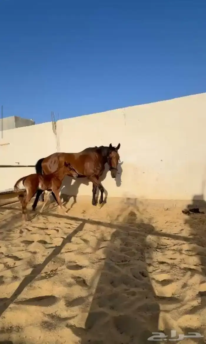 فرس مع ولدها 0