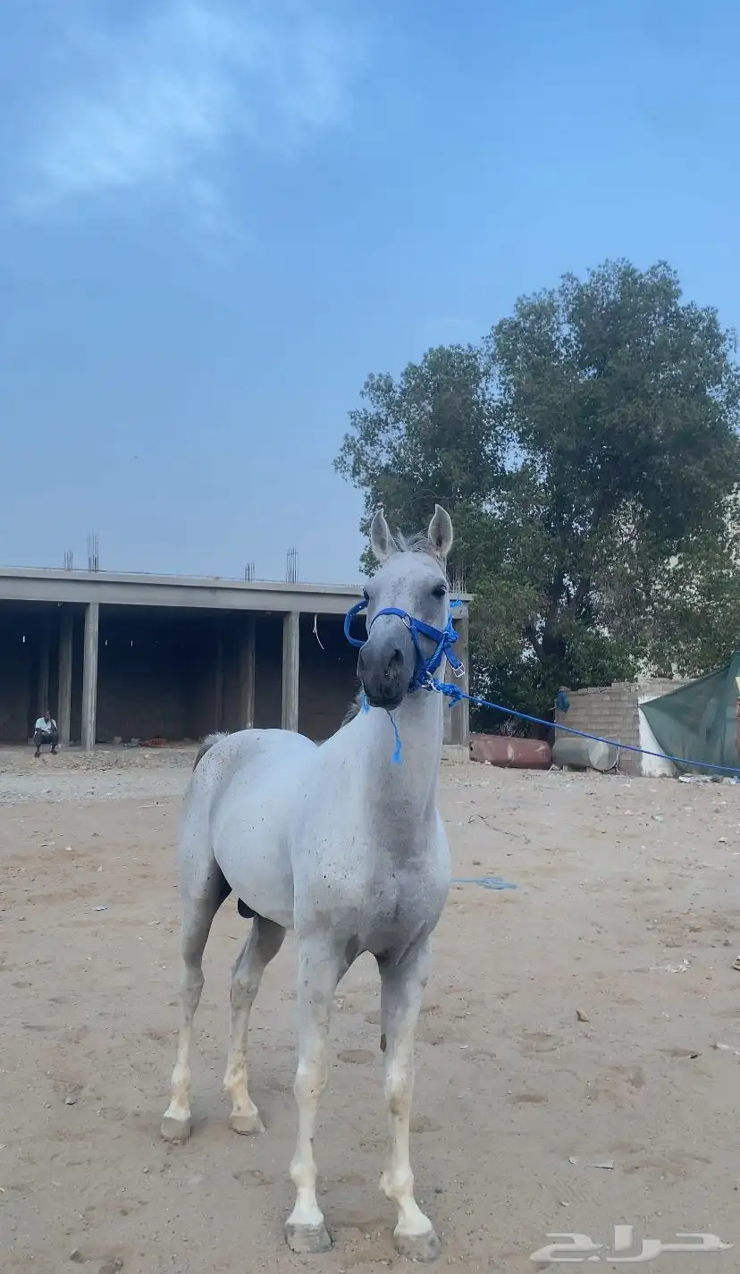 حصان للبيع 0
