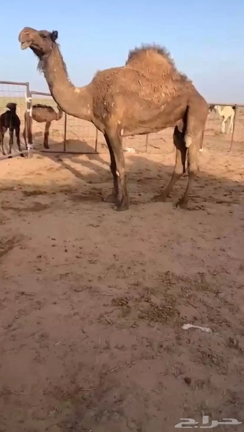 ناقة صفرا خفوت نصوف البيع عجل وسمح 0