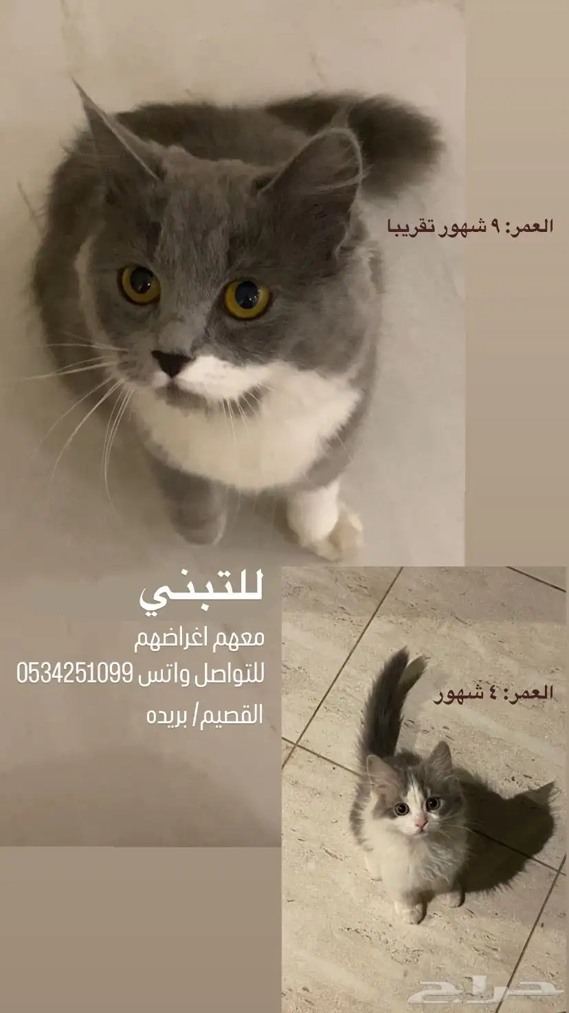 قطط شيرازيه مهجنه 0