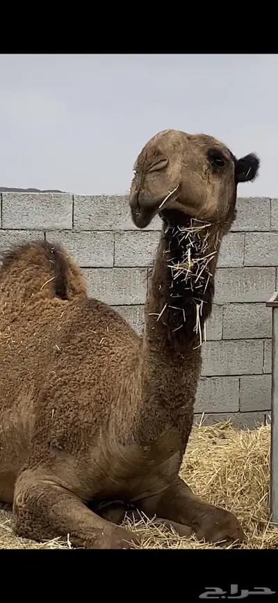 جذع فريحي يثني شرط وهدي وقيمته غاليه 2