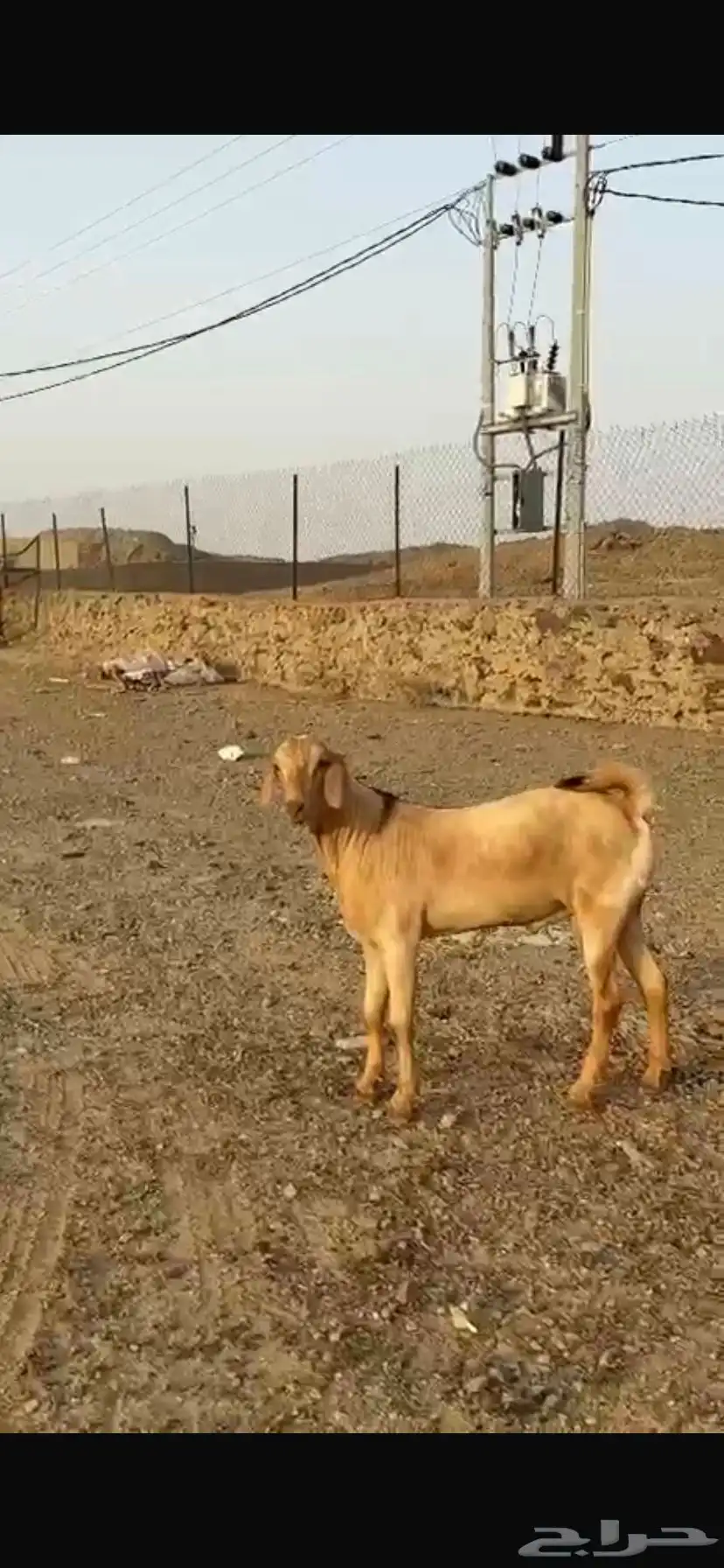 مشروع فحل index