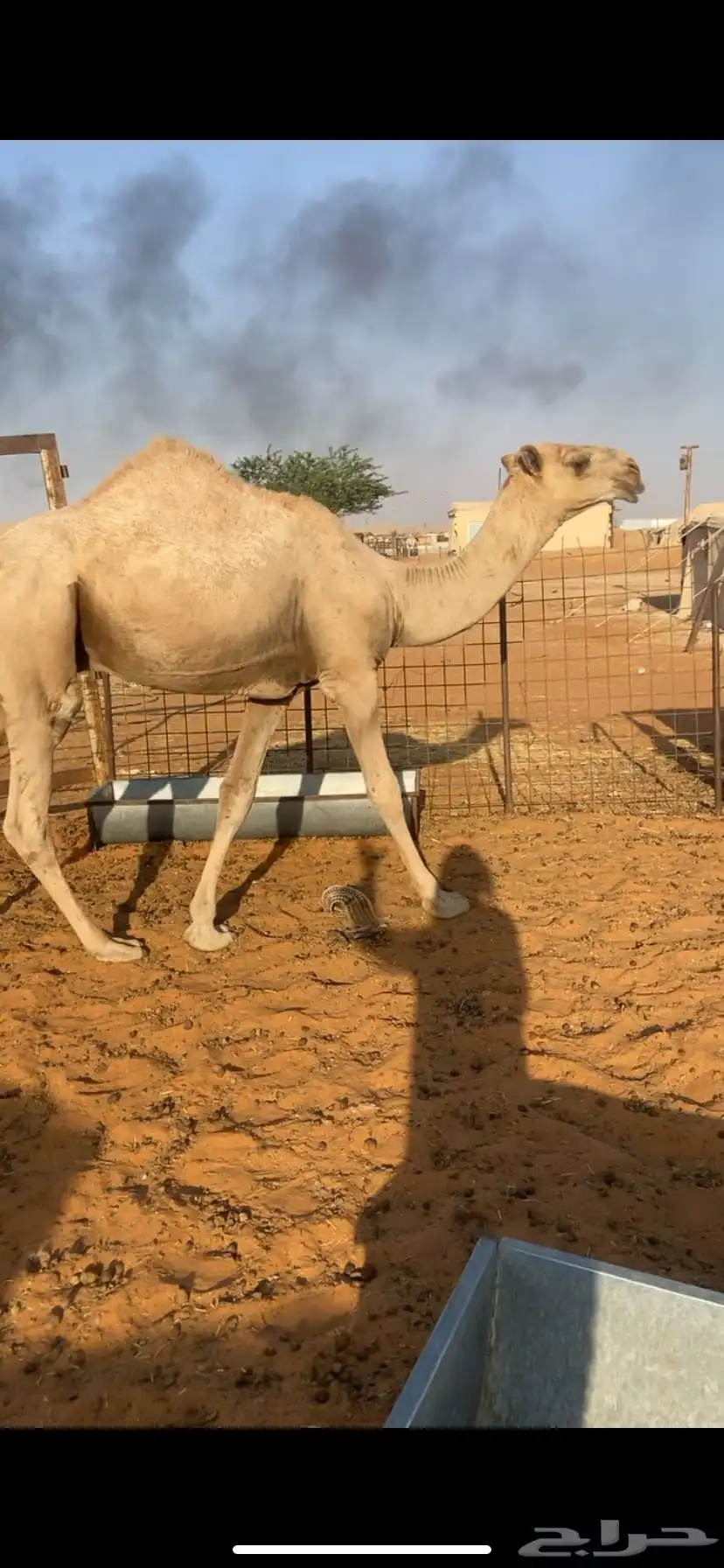 قعود مفرود مغلق 0