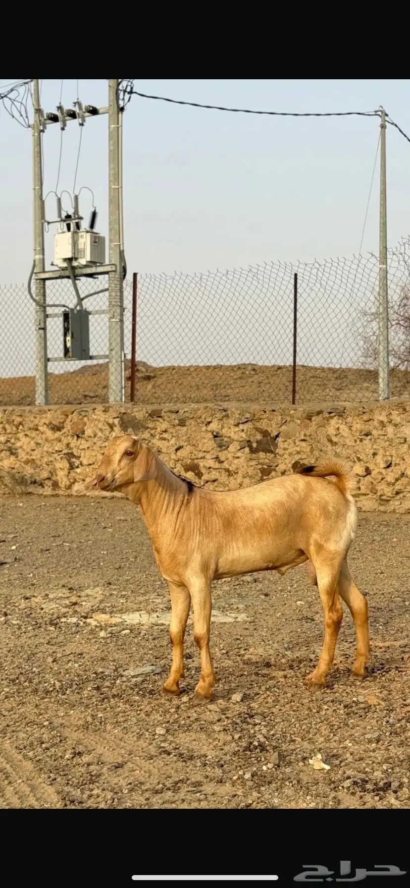 مشروع فحل index