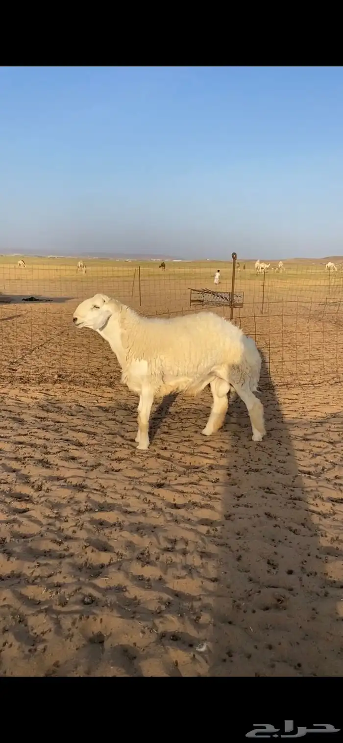 مشروع فحل صنف ت وه مقلع ثني وساسه قوي وويره ملكية 1