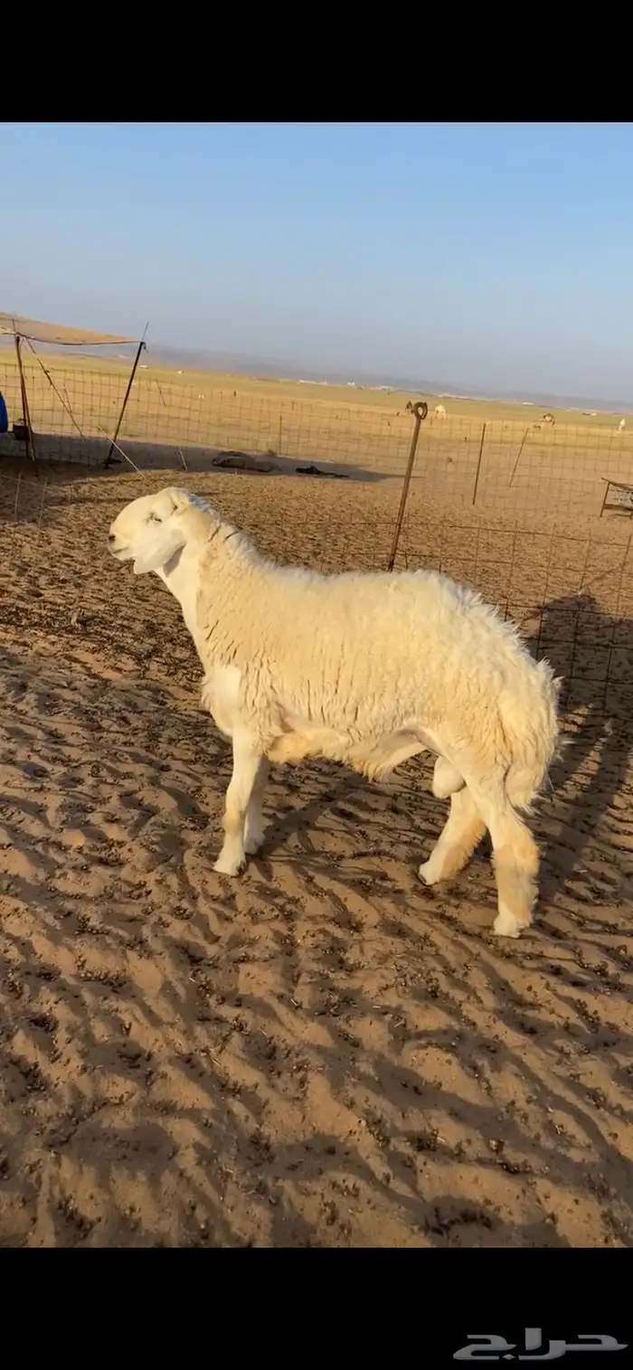 مشروع فحل صنف ت وه مقلع ثني وساسه قوي وويره ملكية 2