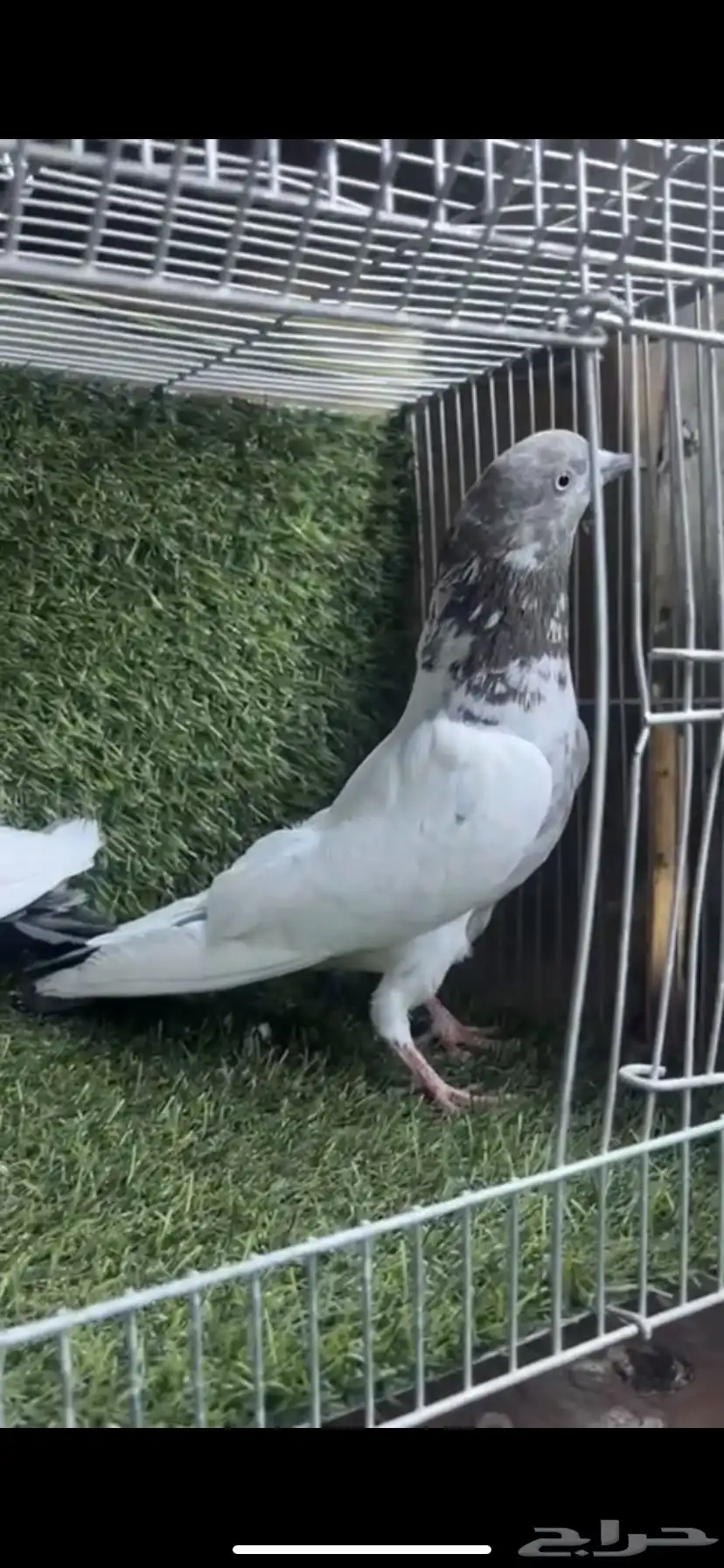 حمام باكستاني 0