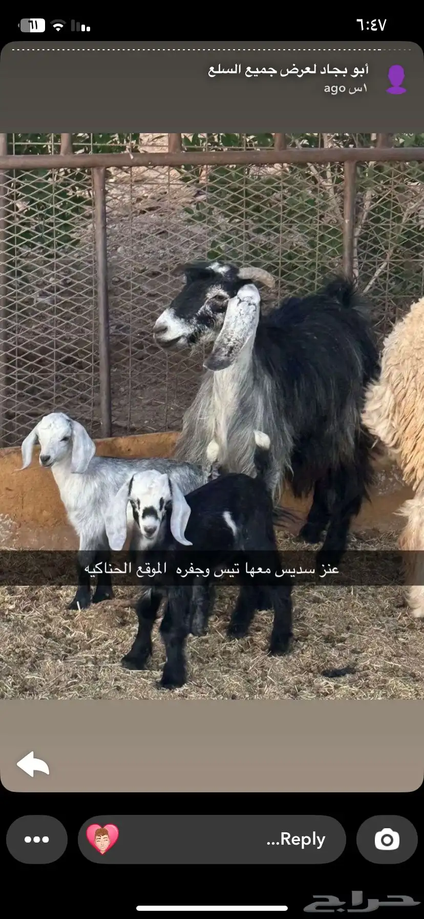ماعز 0
