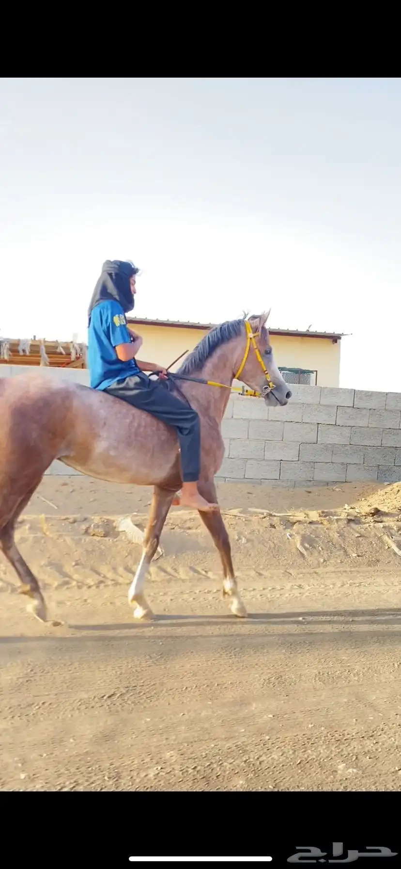 مهر شعبي كفو سبوق وحار 1