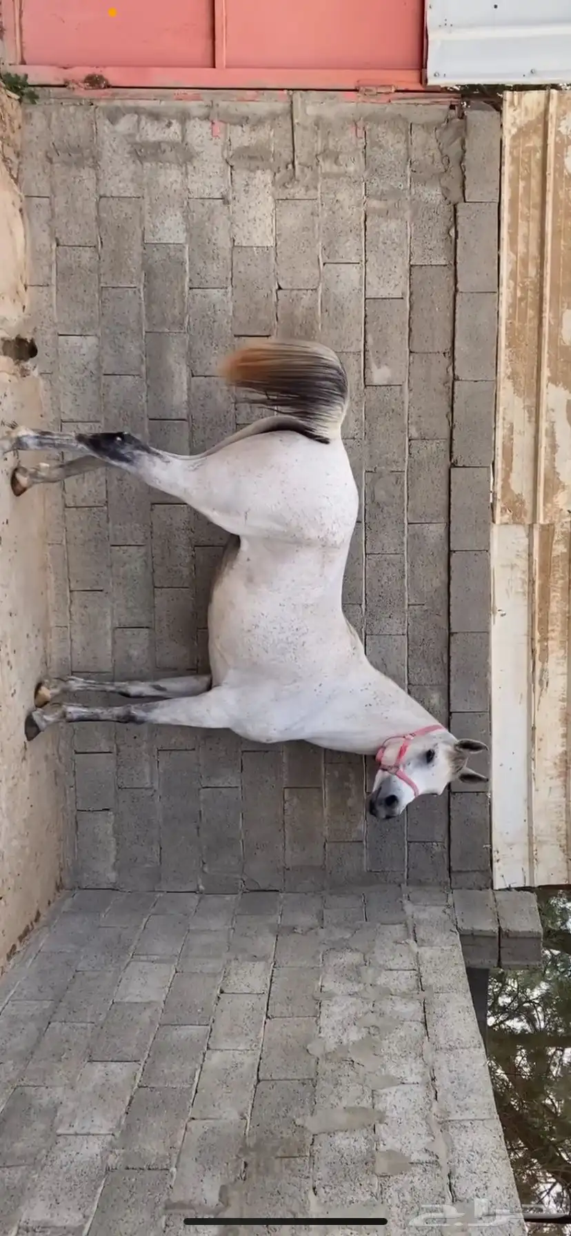 فرس 0
