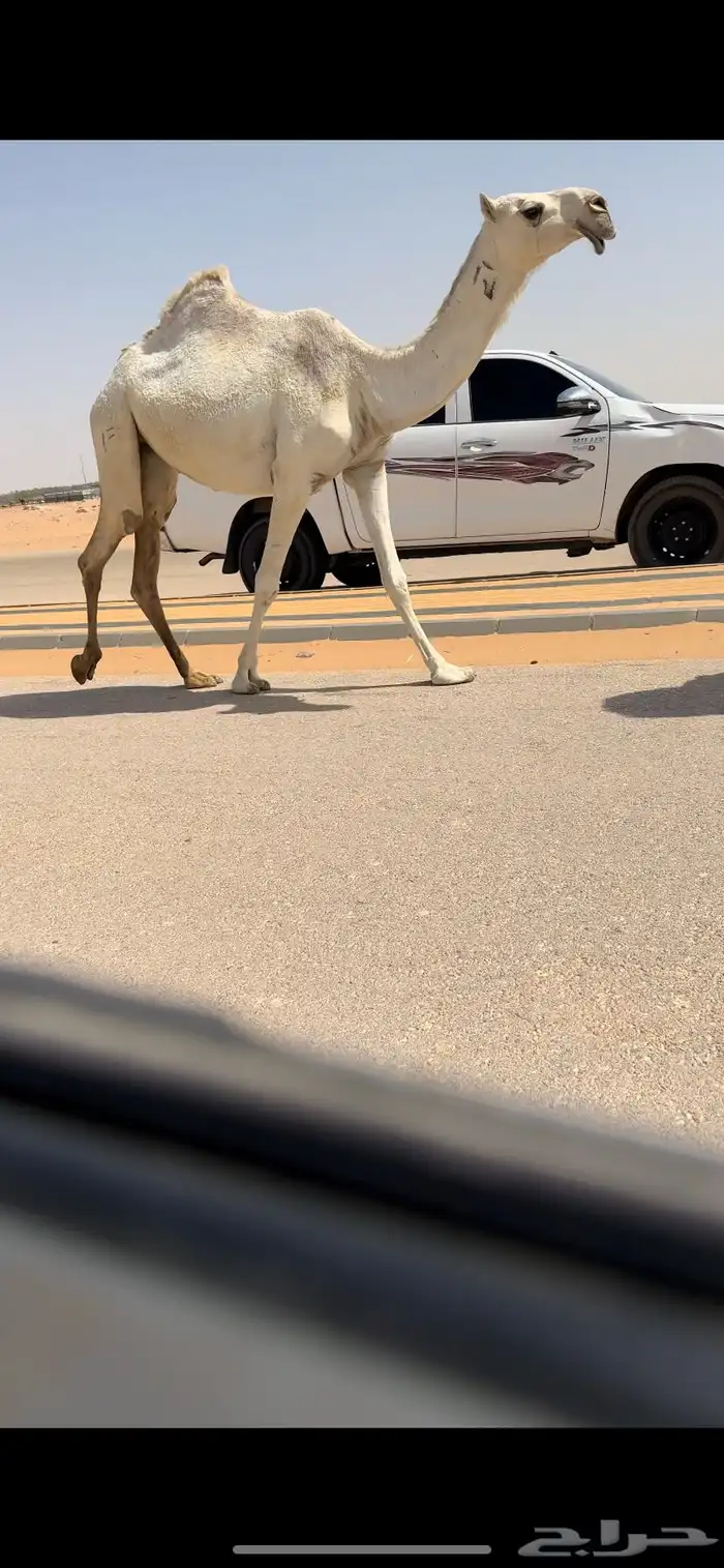 بكره لقيه كفو 5