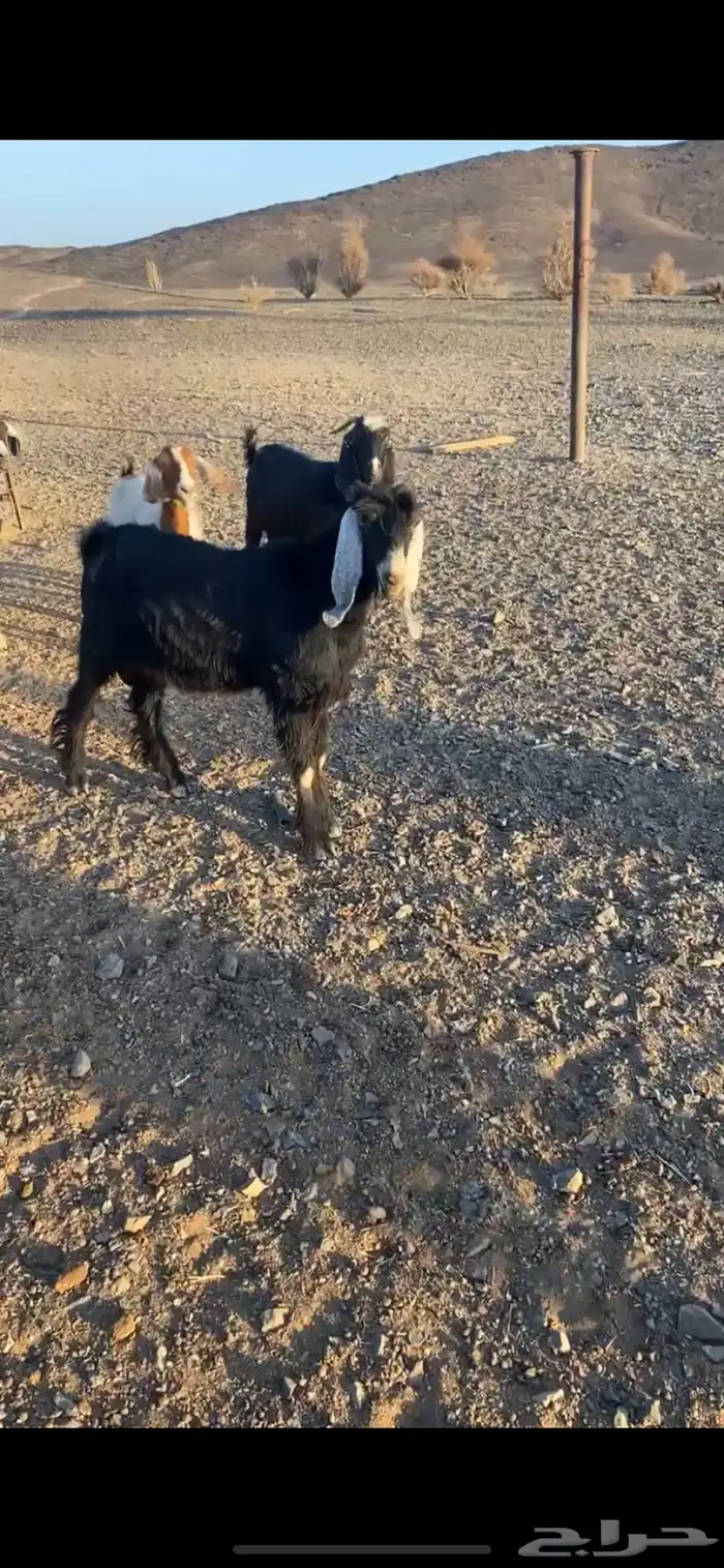 تيس فحل عارضي 0