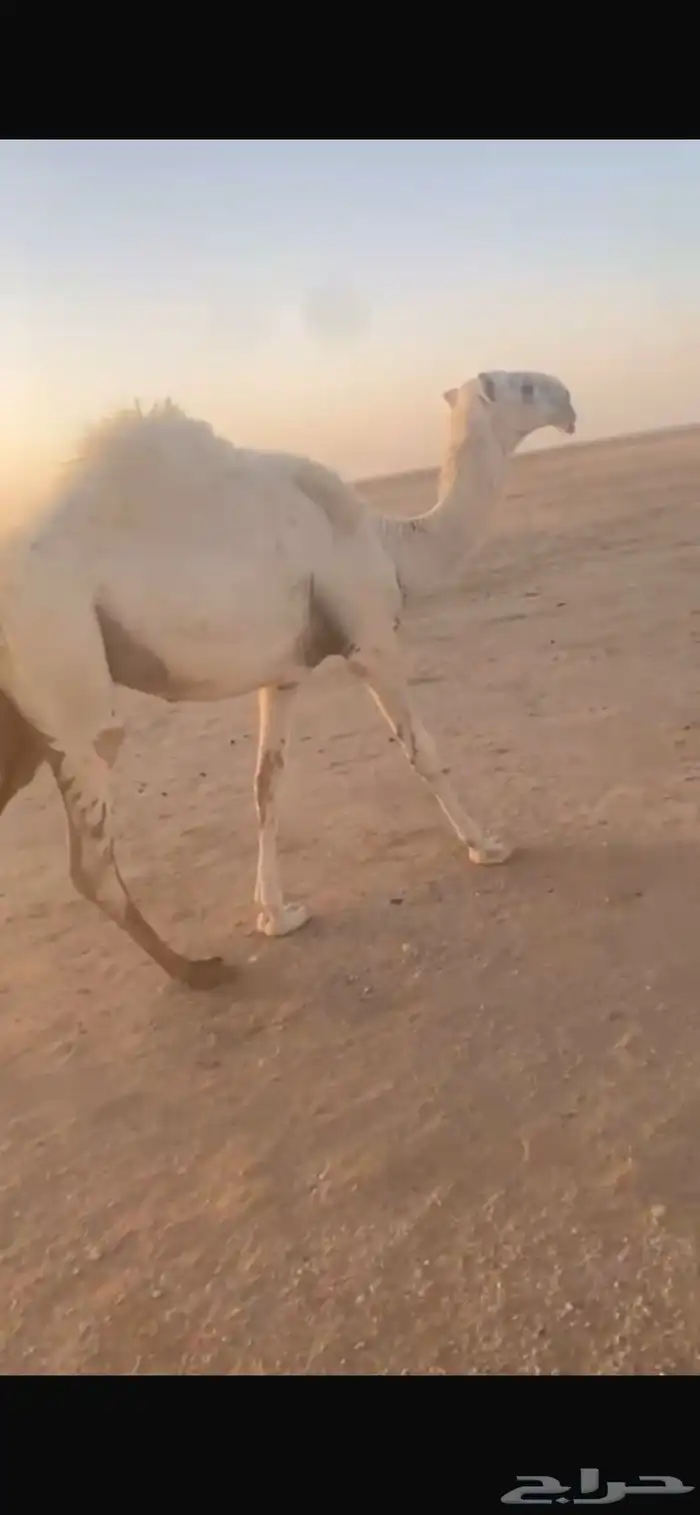 مفروده وضحى انتاج ابوها على باتلي ابو عجاريد مشاكل 0