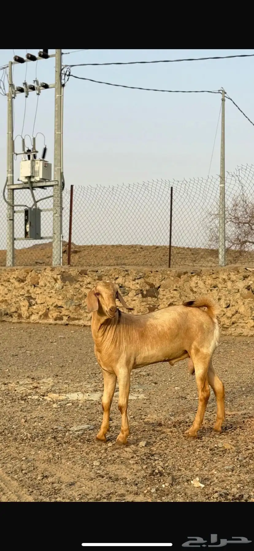 مشروع فحل index