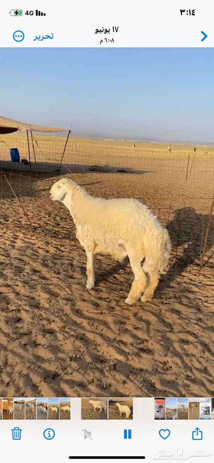 مشروع فحل صنف ت وه مقلع ثني وساسه قوي وويره ملكية 3