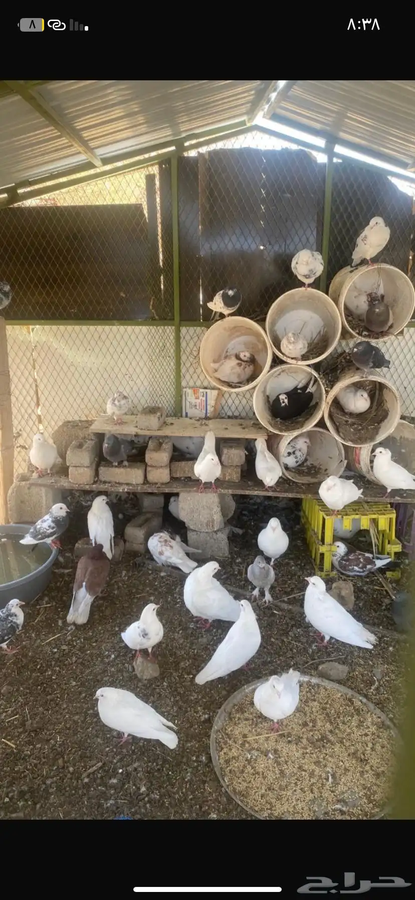 حمام مشكل 0