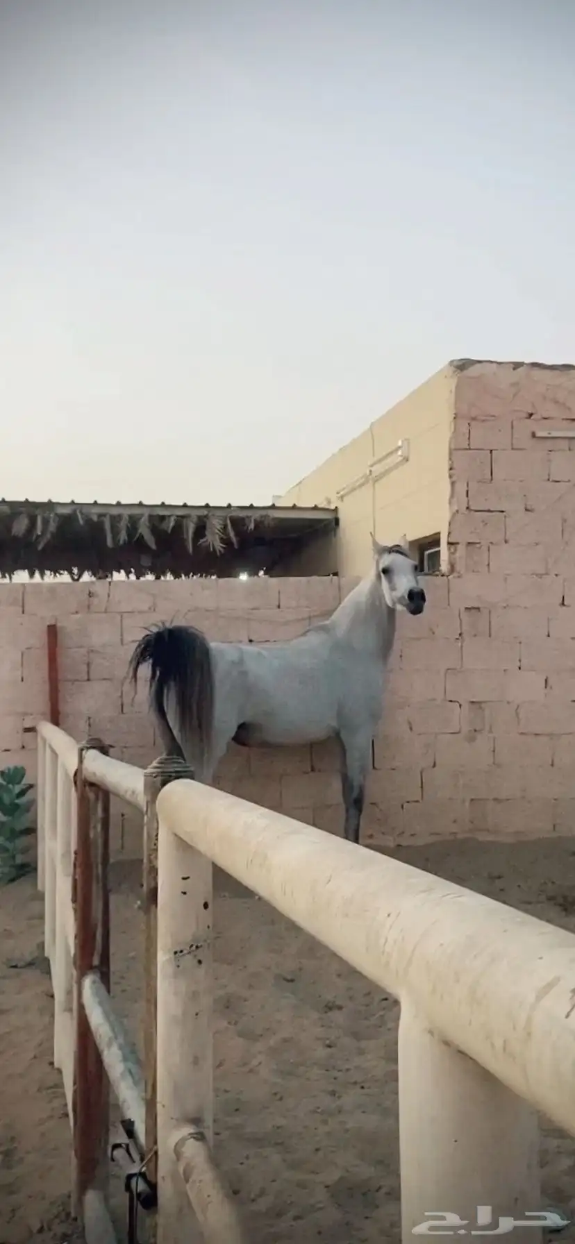 فرس 1