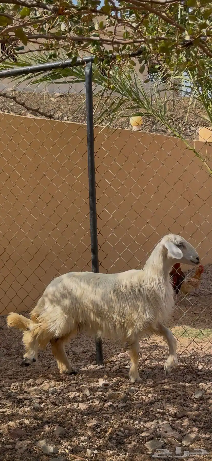 للبيع رخل 2