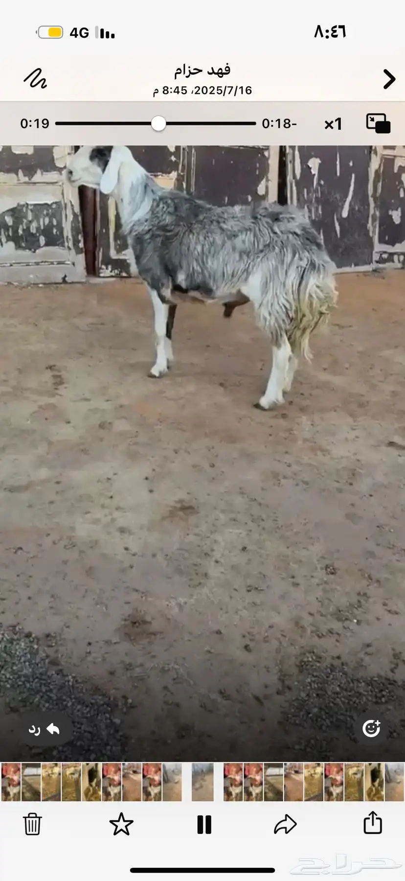 فحل نشروك نجدي مع حري منتج 2