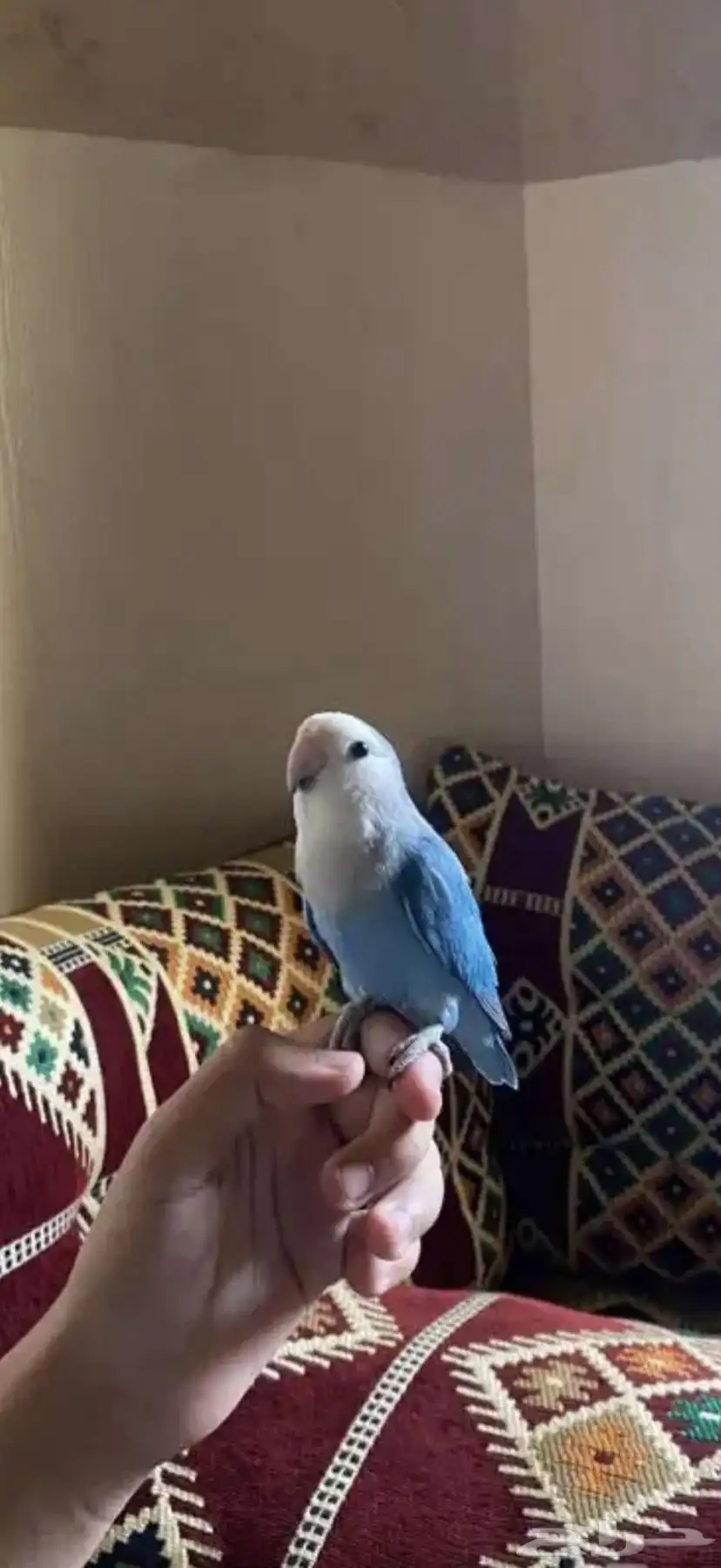 روز جميع الالوان 4