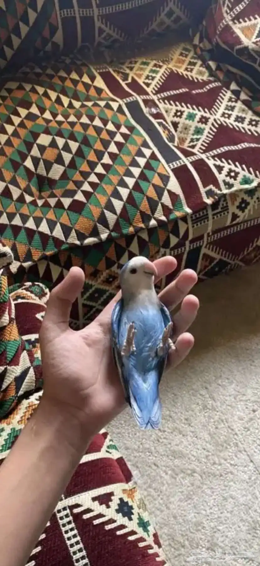 روز جميع الالوان 5