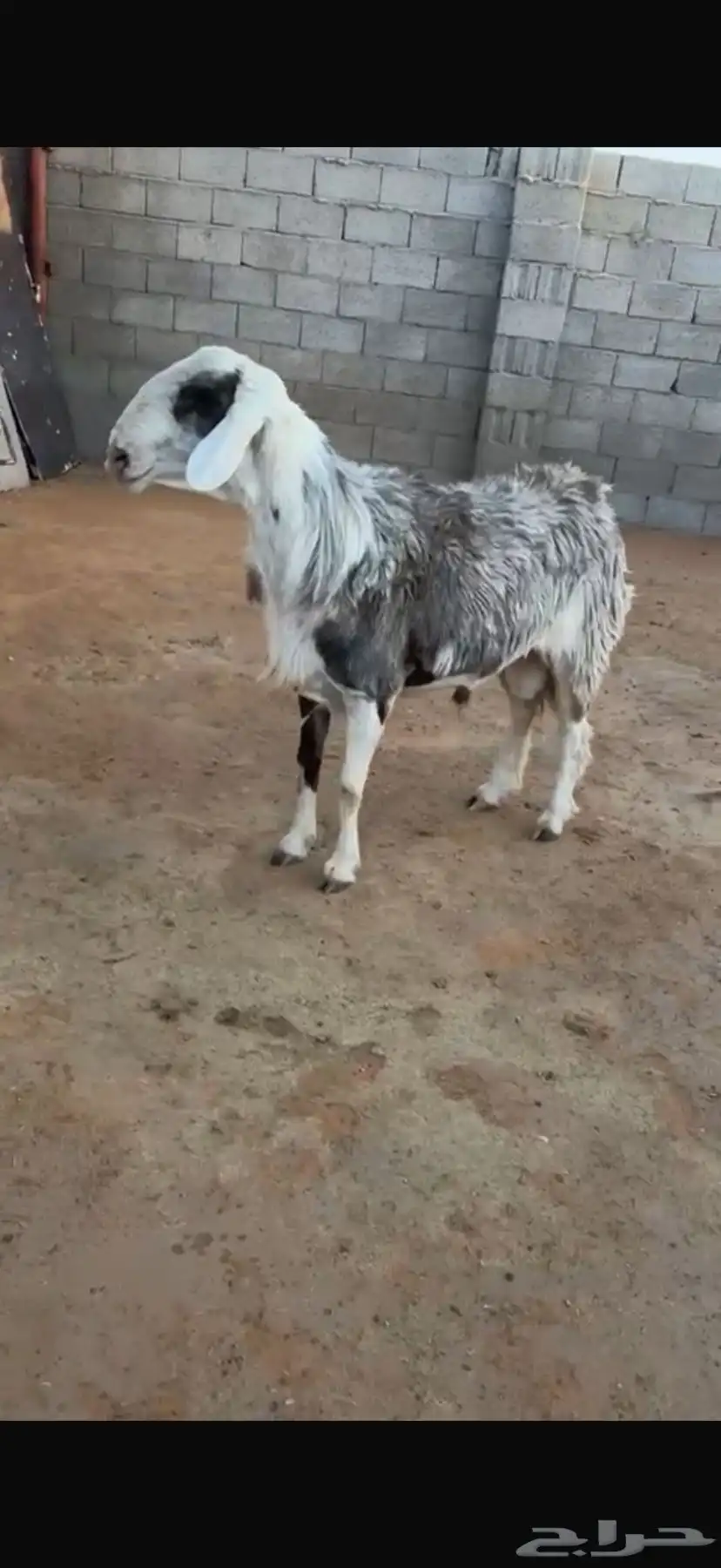 فحل نشروك نجدي مع حري منتج 0