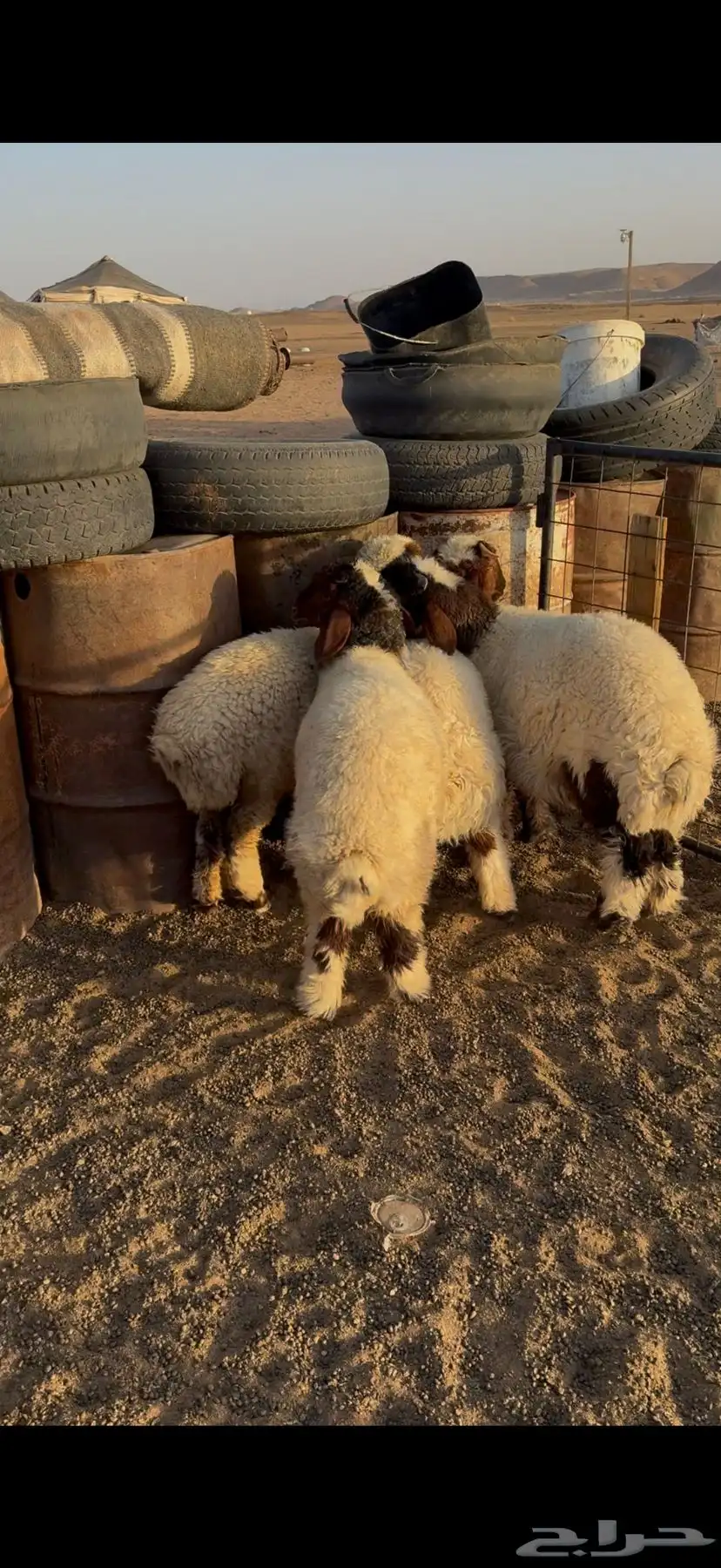 بهم نعيم 0