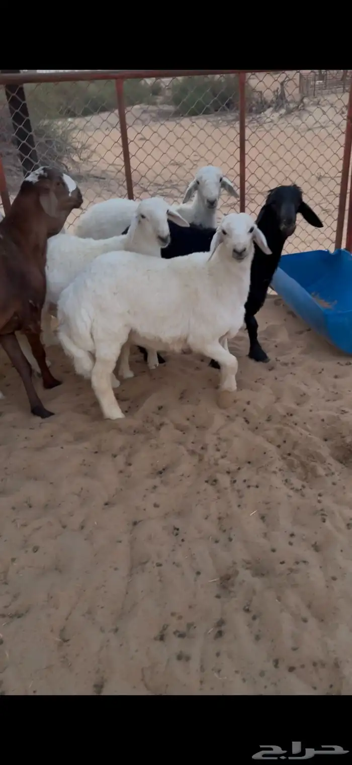 6 روس خمسه حري واحد نجدي 1