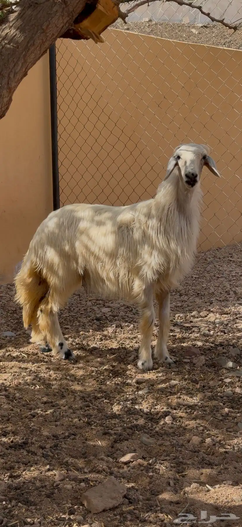 للبيع رخل 0