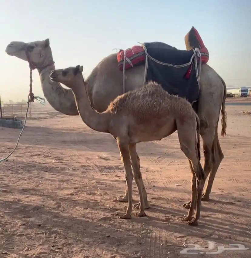 رحول خلفه طوع تم البيع 0