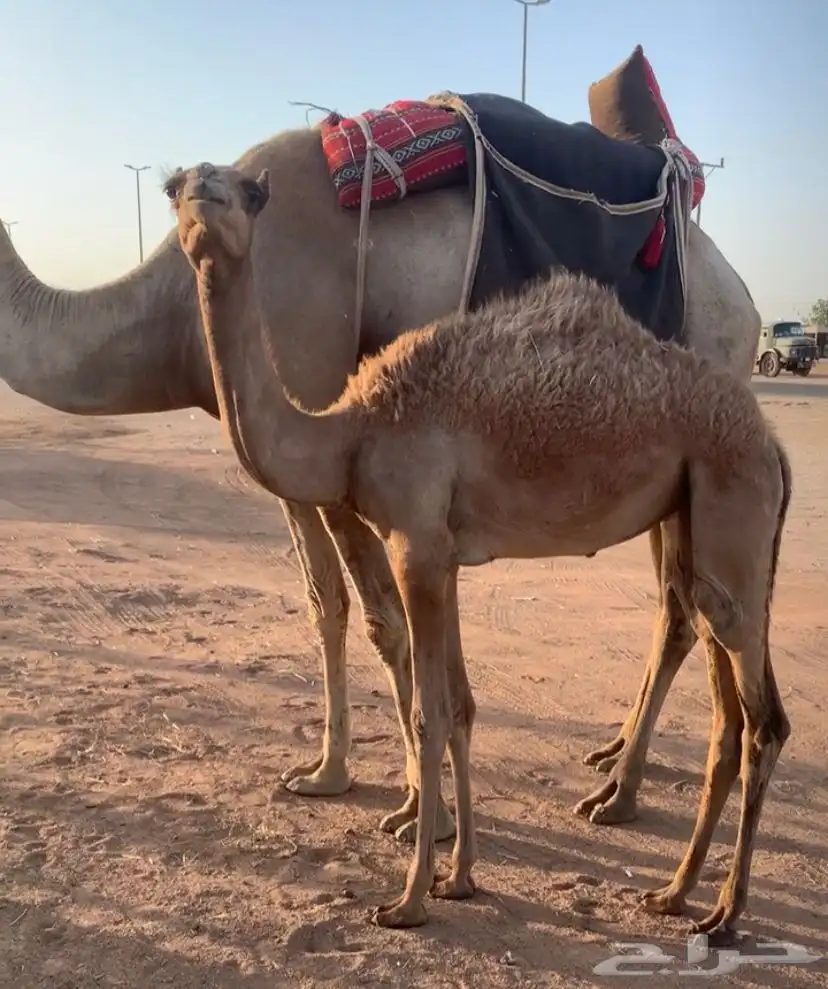 رحول خلفه طوع تم البيع 3